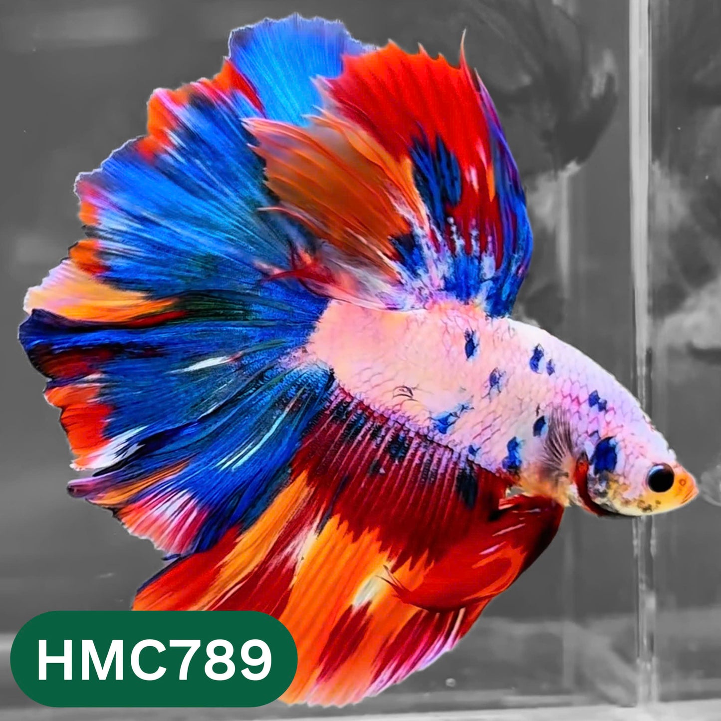 Nemo Halfmoon Male Betta Fish | Order Directly From Farm | You Pick Fish