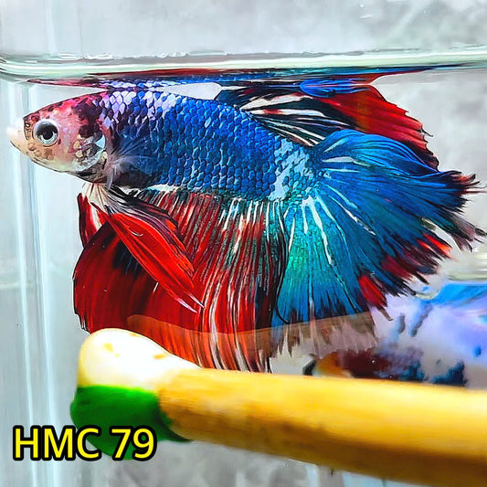 Multicolor Halfmoon Male Betta Fish | Order Directly From Farm | You Pick Fish