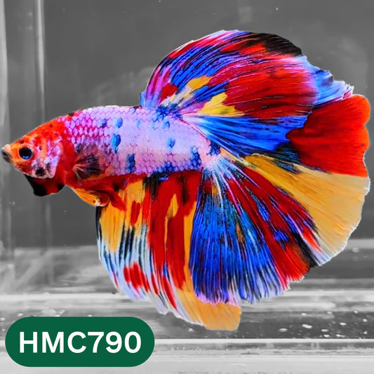 Nemo Halfmoon Male Betta Fish | Order Directly From Farm | You Pick Fish