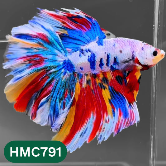 Nemo Halfmoon Male Betta Fish | Order Directly From Farm | You Pick Fish