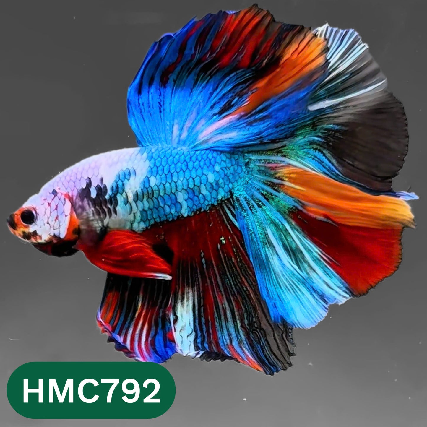 Nemo Halfmoon Male Betta Fish | Order Directly From Farm | You Pick Fish