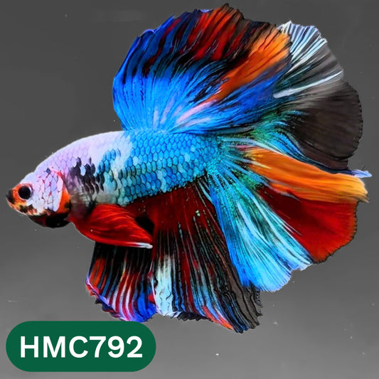 Nemo Halfmoon Male Betta Fish | Order Directly From Farm | You Pick Fish