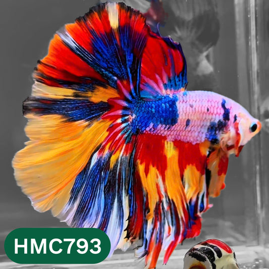 Nemo Halfmoon Male Betta Fish | Order Directly From Farm | You Pick Fish