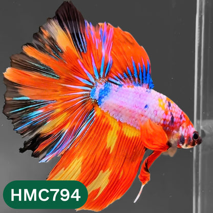 Nemo Halfmoon Male Betta Fish | Order Directly From Farm | You Pick Fish