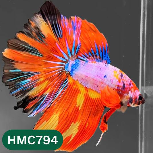 Nemo Halfmoon Male Betta Fish | Order Directly From Farm | You Pick Fish