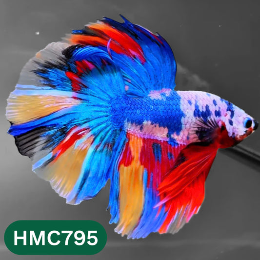 Nemo Halfmoon Male Betta Fish | Order Directly From Farm | You Pick Fish