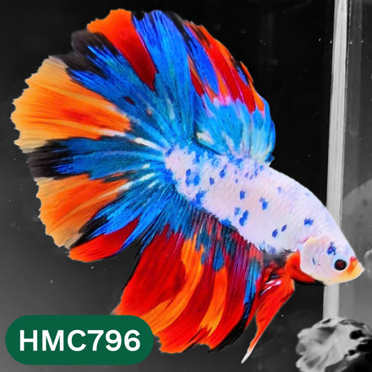 Nemo Halfmoon Male Betta Fish | Order Directly From Farm | You Pick Fish