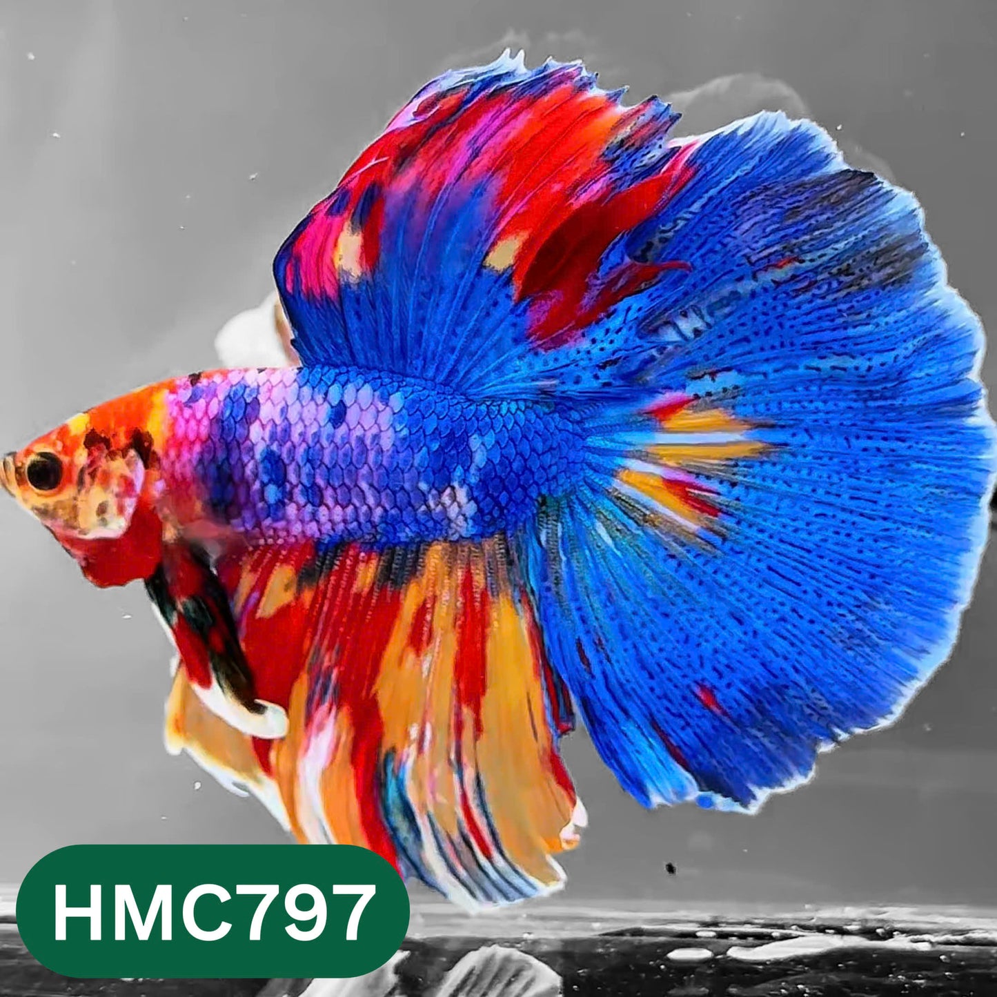 Nemo Halfmoon Male Betta Fish | Order Directly From Farm | You Pick Fish