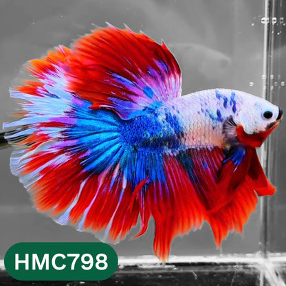 Nemo Halfmoon Male Betta Fish | Order Directly From Farm | You Pick Fish