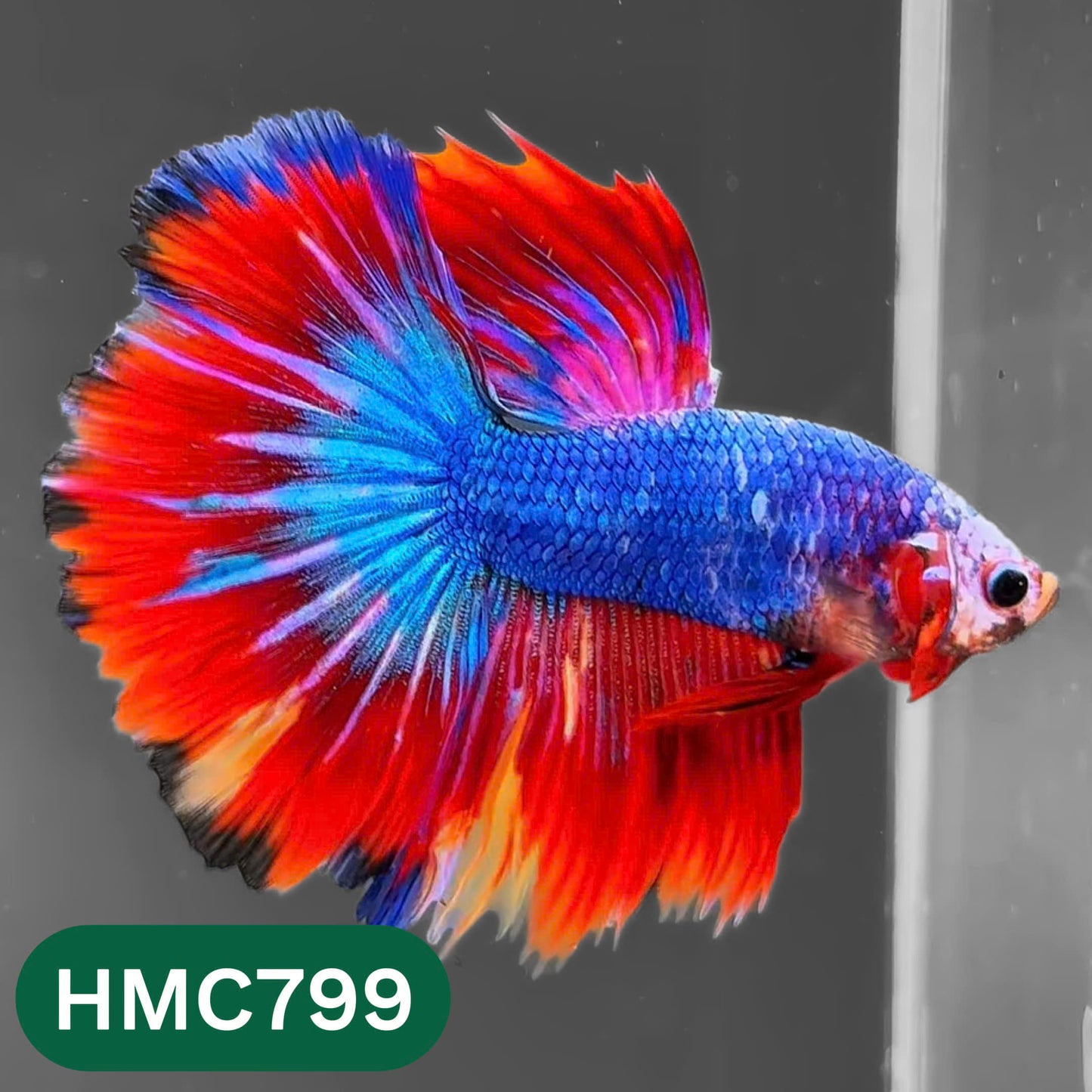 Nemo Halfmoon Male Betta Fish | Order Directly From Farm | You Pick Fish