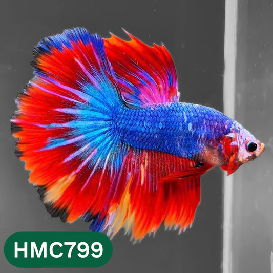 Nemo Halfmoon Male Betta Fish | Order Directly From Farm | You Pick Fish