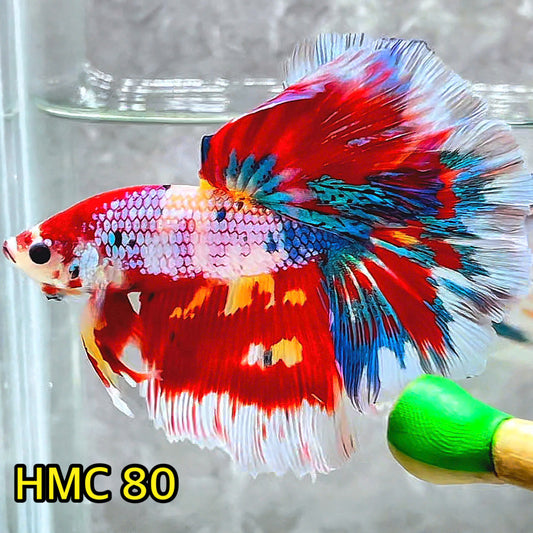 Multicolor Halfmoon Male Betta Fish | Order Directly From Farm | You Pick Fish