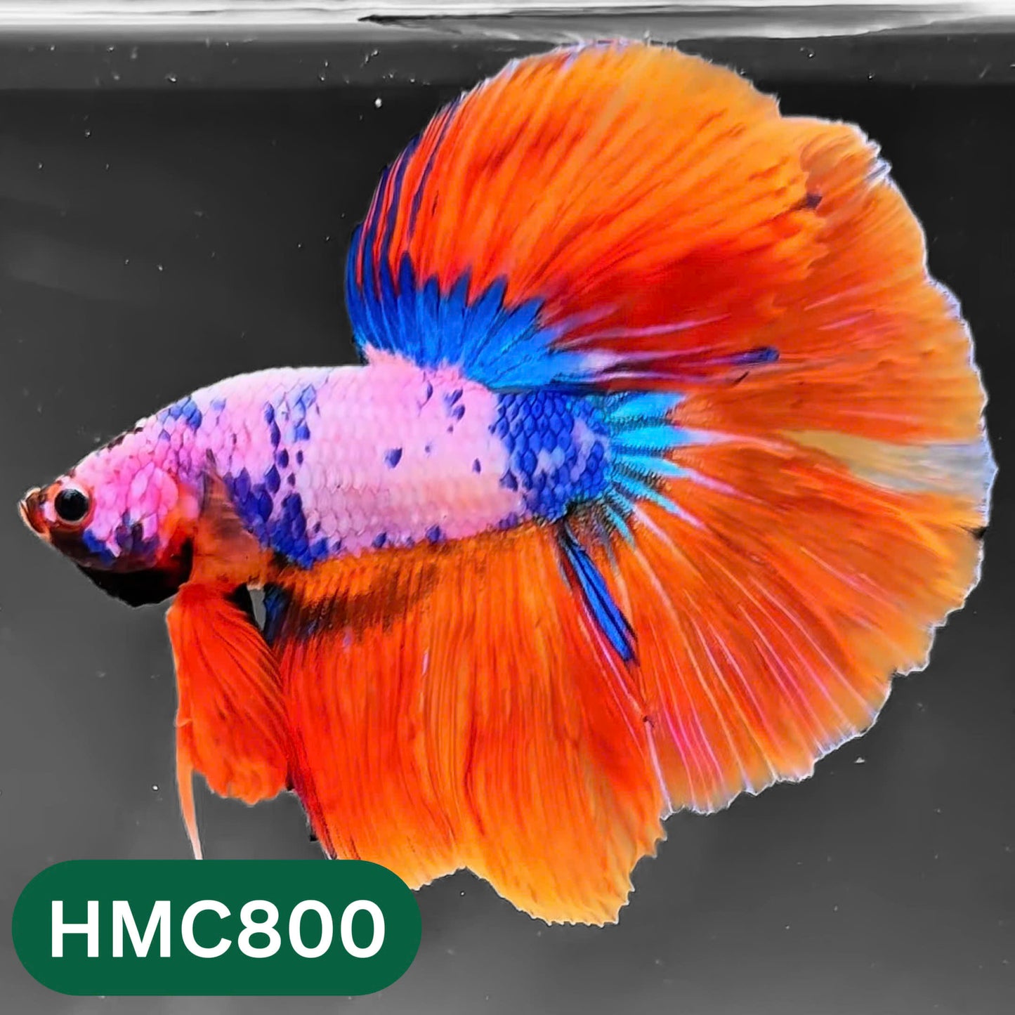Nemo Halfmoon Male Betta Fish | Order Directly From Farm | You Pick Fish
