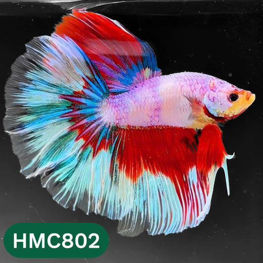 Nemo Halfmoon Male Betta Fish | Order Directly From Farm | You Pick Fish