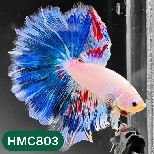 Nemo Halfmoon Male Betta Fish | Order Directly From Farm | You Pick Fish