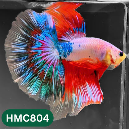 Nemo Halfmoon Male Betta Fish | Order Directly From Farm | You Pick Fish