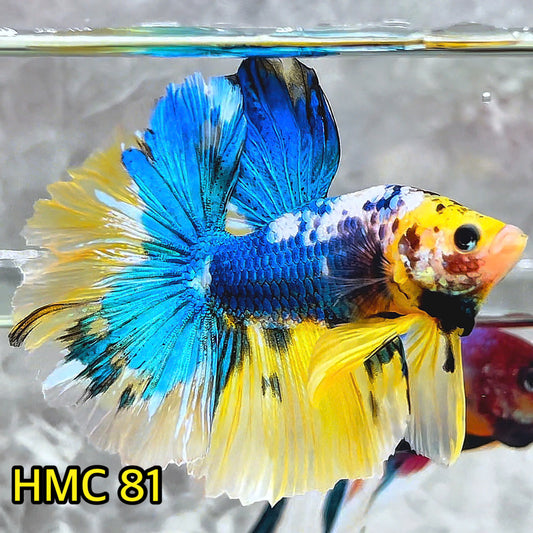 Multicolor Halfmoon Male Betta Fish | Order Directly From Farm | You Pick Fish