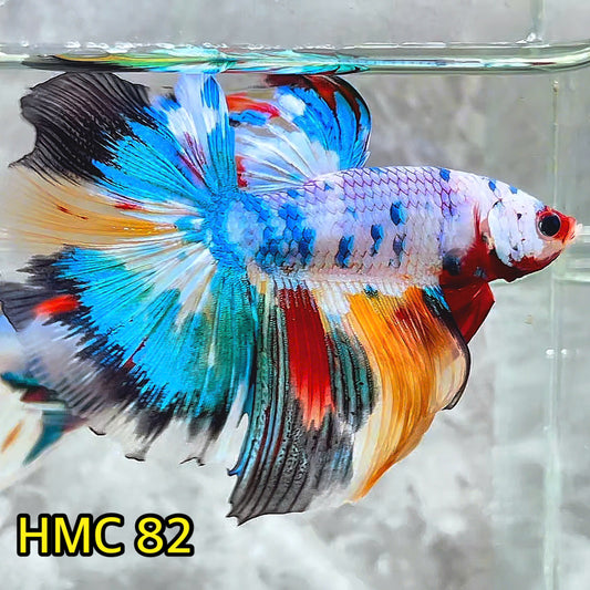 Multicolor Halfmoon Male Betta Fish | Order Directly From Farm | You Pick Fish