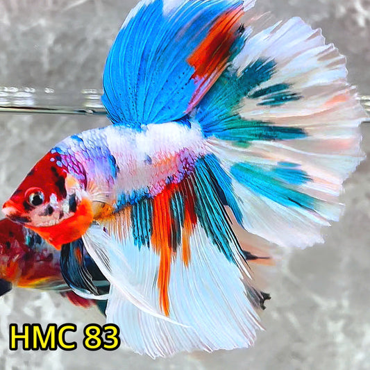 Multicolor Halfmoon Male Betta Fish | High Grade | Order Directly From Farm |  You Pick Fish |