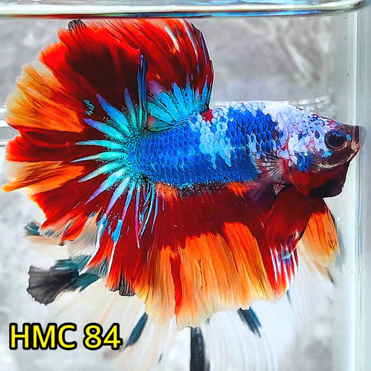 Multicolor Halfmoon Male Betta Fish | Order Directly From Farm | You Pick Fish