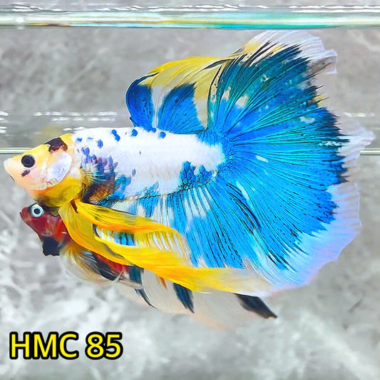 Multicolor Halfmoon Male Betta Fish | Order Directly From Farm | You Pick Fish