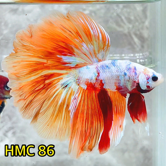 Multicolor Halfmoon Male Betta Fish | Order Directly From Farm | You Pick Fish