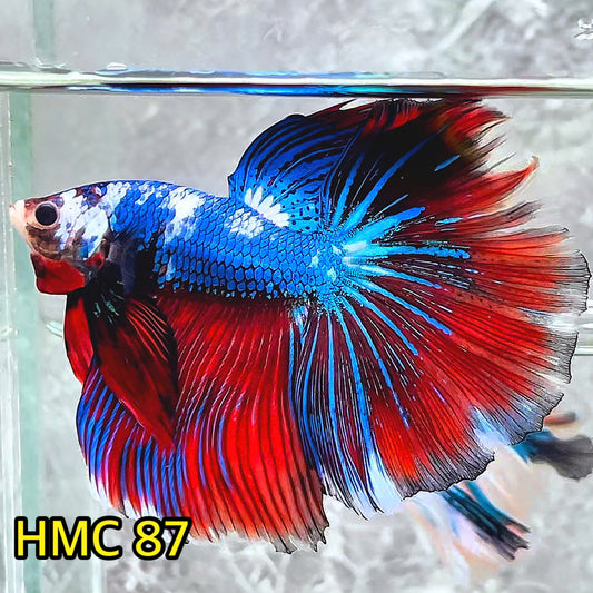 Multicolor Halfmoon Male Betta Fish | Order Directly From Farm | You Pick Fish