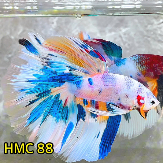 Multicolor Halfmoon Male Betta Fish | Order Directly From Farm | You Pick Fish