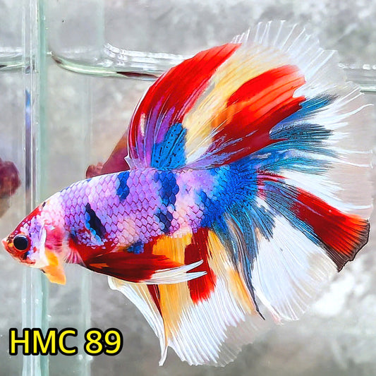 Multicolor Halfmoon Male Betta Fish | Order Directly From Farm | You Pick Fish