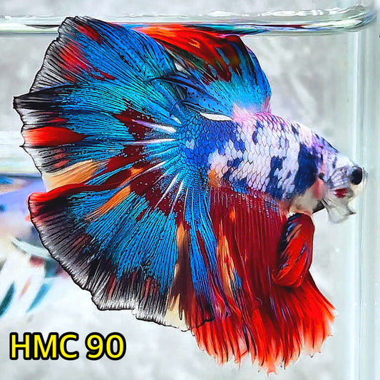 Multicolor Halfmoon Male Betta Fish | Order Directly From Farm | You Pick Fish