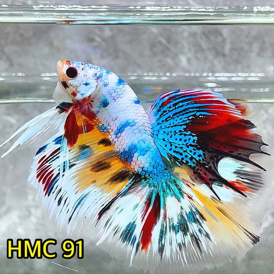 Multicolor Halfmoon Male Betta Fish | Order Directly From Farm | You Pick Fish