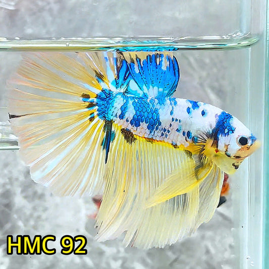 Multicolor Halfmoon Male Betta Fish | Order Directly From Farm | You Pick Fish