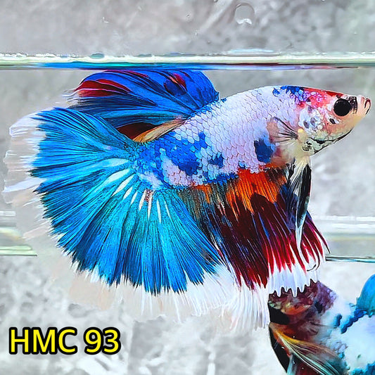 Multicolor Halfmoon Male Betta Fish | Order Directly From Farm | You Pick Fish