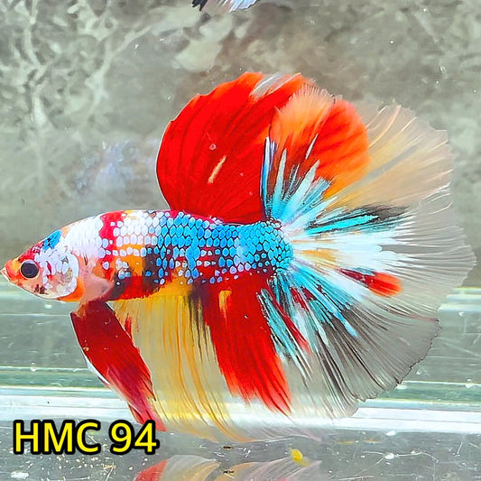 Multicolor Halfmoon Male Betta Fish | Order Directly From Farm | You Pick Fish