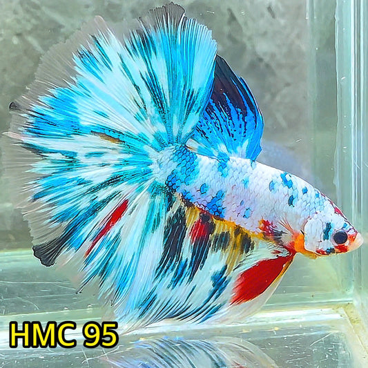 Multicolor Halfmoon Male Betta Fish | Order Directly From Farm | You Pick Fish