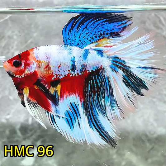 Multicolor Halfmoon Male Betta Fish | Order Directly From Farm | You Pick Fish