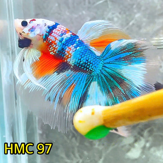 Multicolor Halfmoon Male Betta Fish | Order Directly From Farm | You Pick Fish