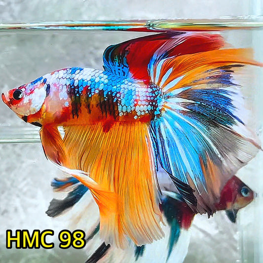 Multicolor Halfmoon Male Betta Fish | Order Directly From Farm | You Pick Fish