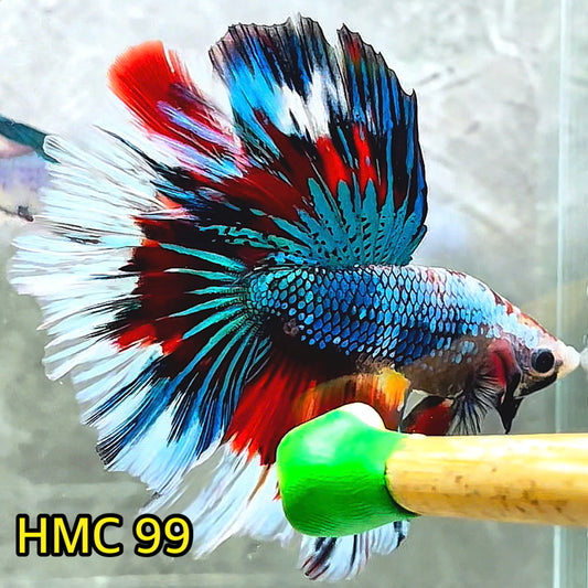 Multicolor Halfmoon Male Betta Fish | Order Directly From Farm | You Pick Fish