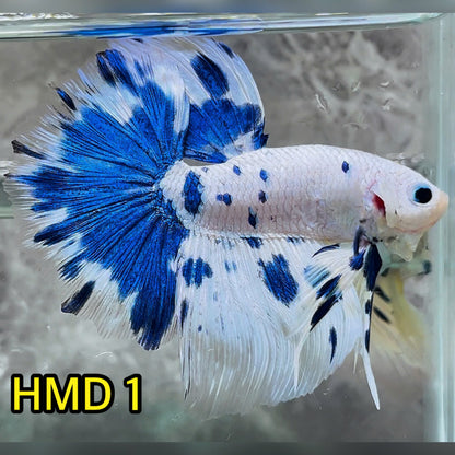 Blue Marble Dot Halfmoon Male Betta Fish | Order Directly From Farm | You Pick Fish