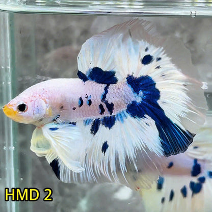 Blue Marble Dot Halfmoon Male Betta Fish | Order Directly From Farm | You Pick Fish