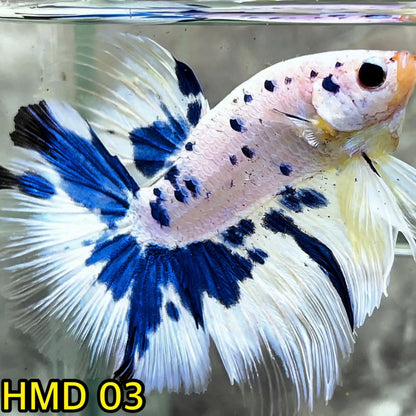 Blue Marble Dot Halfmoon Male Betta Fish | Order Directly From Farm | You Pick Fish