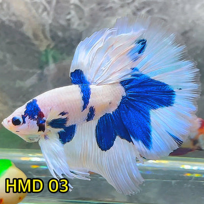 Blue Marble Dot Halfmoon Male Betta Fish | Order Directly From Farm | You Pick Fish