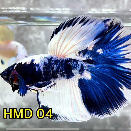 Blue Marble Dot Halfmoon Male Betta Fish | Order Directly From Farm | You Pick Fish