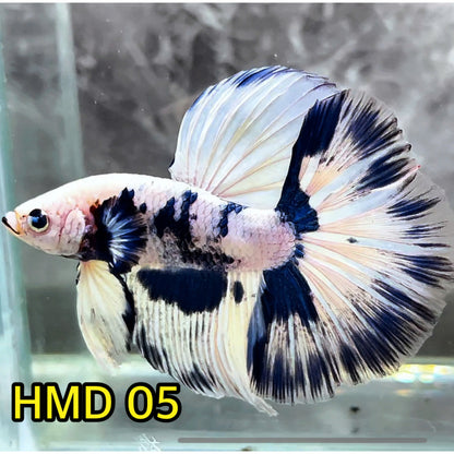 Blue Marble Dot Halfmoon Male Betta Fish | Order Directly From Farm | You Pick Fish