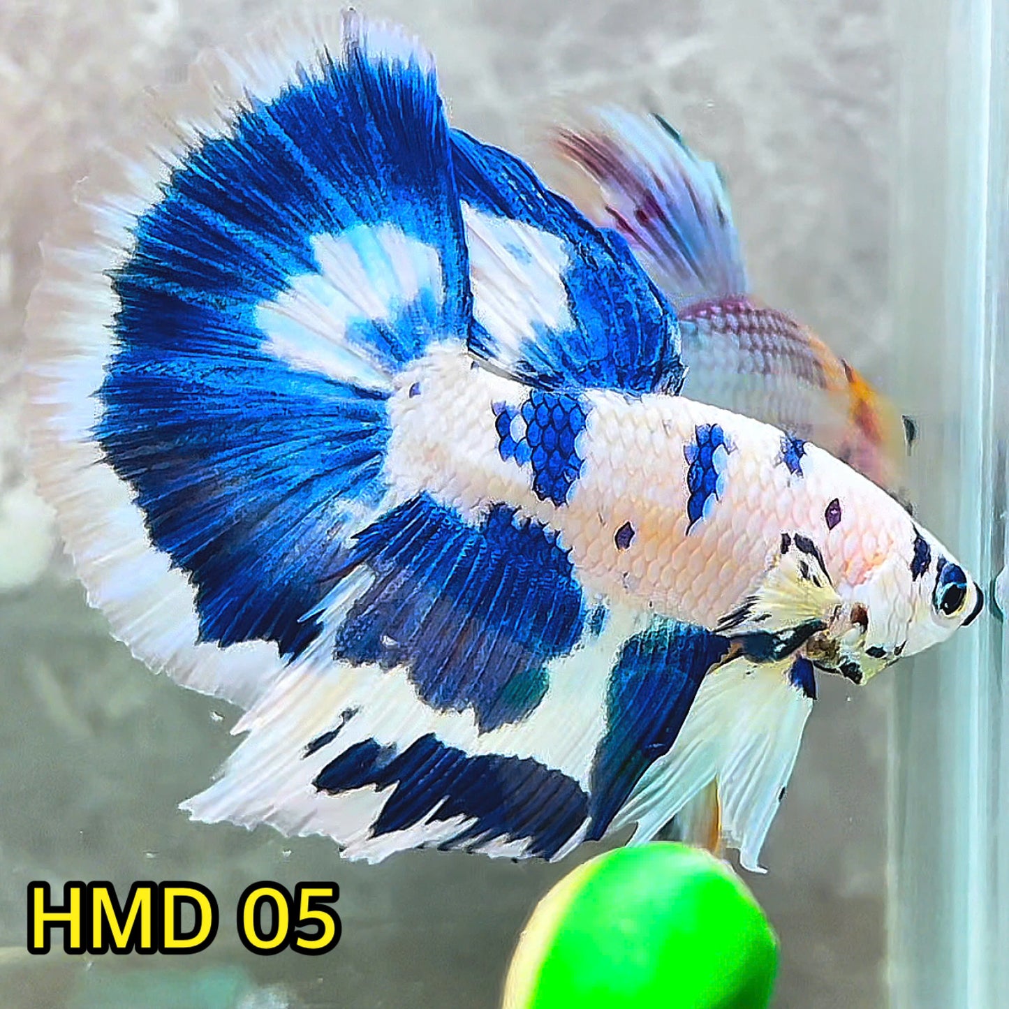 Blue Marble Dot Halfmoon Male Betta Fish | Order Directly From Farm | You Pick Fish