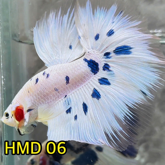 Blue Marble Dot Halfmoon Male Betta Fish | Order Directly From Farm | You Pick Fish