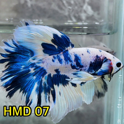 Blue Marble Dot Halfmoon Male Betta Fish | Order Directly From Farm | You Pick Fish