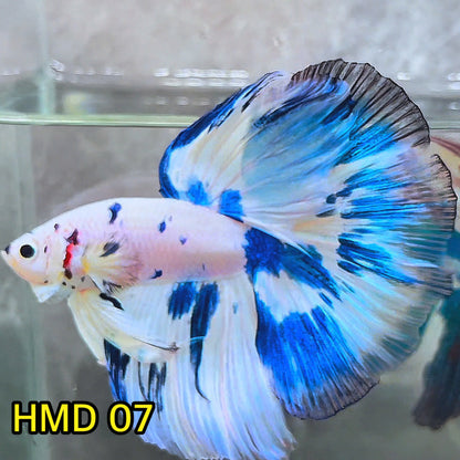 Blue Marble Dot Halfmoon Male Betta Fish | Order Directly From Farm | You Pick Fish