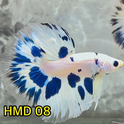 Blue Marble Dot Halfmoon Male Betta Fish | Order Directly From Farm | You Pick Fish